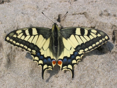 Mot�� Emanuel - cel�m menom Papilio machaon.