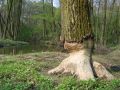 Nezvratn� d�kaz o existencii bobrov.