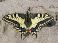 Mot�� Emanuel - cel�m menom Papilio machaon.